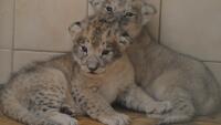lev lvíčata zoo foto Šárka Kyselová